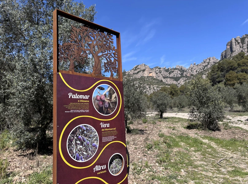 Panell varietats oliveres
