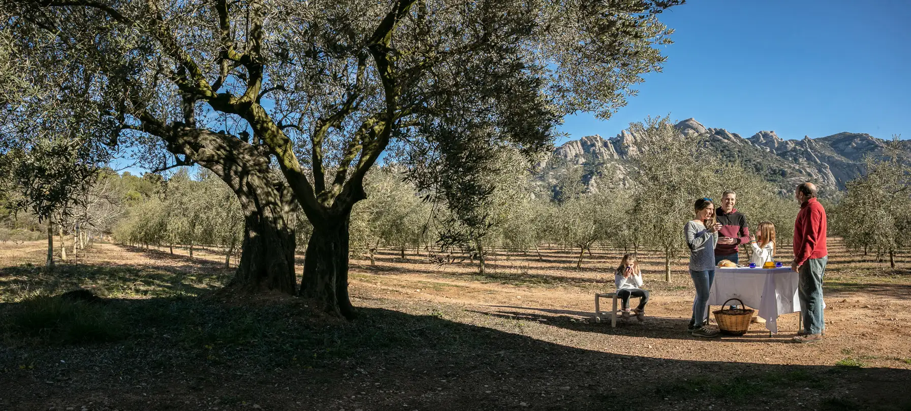 Família pícnic sota oliveres Montserrat